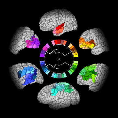 David Moreno-Dominguez Max Planck Institute for Human Cognitive and Brain Sciences